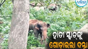 ତଳେ ଘଣ୍ଟାଏ ଜଗିରହିଲା ଦନ୍ତା: ଗଛରେ ଚଢ଼ି ଜୀବନ ବଞ୍ଚାଇଲେ ବନ କର୍ମଚାରୀ
