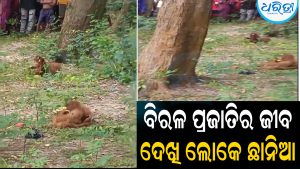 ବିଚିତ୍ରପୁର ଜଙ୍ଗଲରେ ବିରଳ ପ୍ରଜାତିର ଜୀବ: ଦେଖିବାକୁ ଲୋକଙ୍କ ପ୍ରବଳ ଭିଡ଼