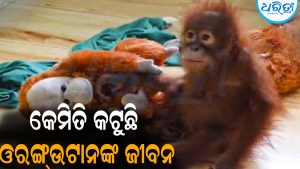 ନନ୍ଦନକାନନରେ କେମିତି କଟୁଛି ଓରଙ୍ଗ୍‌ଉଟାନଙ୍କ ଜୀବନ: କିଏ କଣ୍ଢେଇ ଧରି ଶୋଉଛି ତ ଆଉ କାହାକୁ ଜ୍ୱର, ଦେଖନ୍ତୁ Video