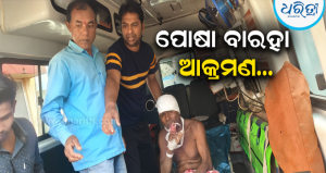 ବାରହା ଆକ୍ରମଣରେ ଗାଈ ଜଗାଳି ଗୁରୁତର: ପୋଷା ବାରହାକୁ ନେଇ ବନ ବିଭାଗର ଭୂମିକା ଉପରେ ପ୍ରଶ୍ନବାଚୀ
