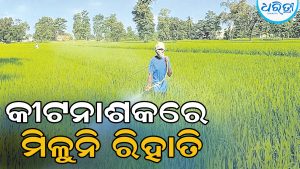 ଧାନ ଫସଲରେ ବ୍ୟାପୁଛି ନଳିପୋକ, ଚକଡ଼ା ରୋଗ, ଚିନ୍ତାରେ ଚାଷୀ