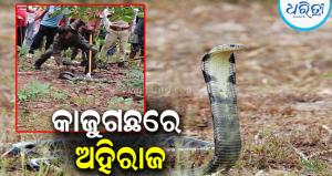 କାଜୁଗଛରେ ଡେରା ଜମାଇଥିଲା ୧୨ ଫୁଟର ଅହିରାଜ, ବନ କର୍ମଚାରୀଙ୍କ କଠିନ ଉଦ୍ୟମ ପରେ…
