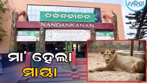 ନନ୍ଦନକାନରେ ଖୁସି ଖବର: ପ୍ରଥମଥର ମା’ ହେଲା ସିଂହୀ ମାୟା, ଦୁଇ ଶାବକରୁ…
