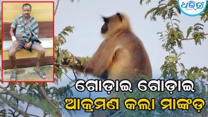 ଗାଁରେ ମାଙ୍କଡ଼ ଆତଙ୍କ: ଦୁଇଜଣଙ୍କୁ ଗୋଡ଼ାଇ ଗୋଡ଼ାଇ ଆକ୍ରମଣ ପରେ…