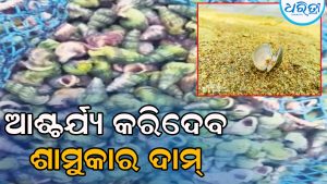 ବିରଳ ପ୍ରଜାତିର ସବୁଜ ଶାମୁକା, ଏଥିରୁ ପ୍ରସ୍ତୁତ ହୁଏ ବିଭିନ୍ନ ରୋଗର ମହୌଷଧି