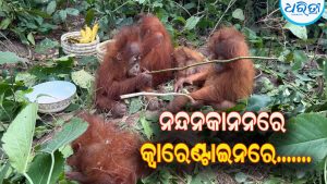 ୫ ଓରାଙ୍ଗଉଟାନଙ୍କୁ ଆଣିବା ପାଇଁ ନନ୍ଦନକାନନରୁ ବାହାରିଲା ଏକ ଟିମ୍ : ଅନ୍ତର୍ଜାତୀୟ ସ୍ମଗଲିଂ ସନ୍ଦେହ