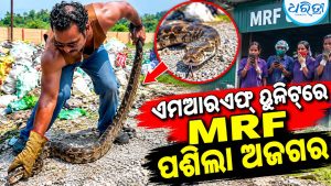 ଏମଆରଏଫ୍‌ ୟୁନିଟ୍‌ରେ ପଶିଲା ୫ ଫୁଟର ଅଜଗର, ପରେ….
