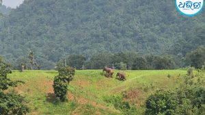 ସିଙ୍ଗାରି ଅଞ୍ଚଳରେ ୨ ହାତୀଙ୍କ ଉପଦ୍ରବ: ବାଣ ଫୁଟାଇ ଜଙ୍ଗଲକୁ ଘଉଡ଼ାଇଲା ବନ ବିଭାଗ!