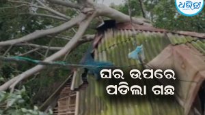 ଲଘୁଚାପଜନିତ ଲଗାଣ ବର୍ଷା: ଘର ଉପରେ ପଡ଼ିଲା ଗଛ