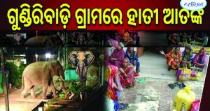 ଗୁଣ୍ଡିରିବାଡିରେ ହାତୀ ଆତଙ୍କ; ଗୋଦାମ ଭାଙ୍ଗି ଚାଉଳ ଖାଇଲା; ଭୟରେ ଗ୍ରାମବାସୀ