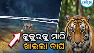 ବରଗଡ଼ରେ ଆତଙ୍କ: କୁକୁରକୁ ମାରି ଖାଇଲା ବାଘ, ସିସିଟିଭିରେ କଏଦ ଦୃଶ୍ୟରୁ…