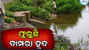 ଫୁଲୁଛି ତାମ୍ପରା ହ୍ରଦ, ତୁରନ୍ତ ଗେଟ୍‌ ଲଗାଇବାକୁ ଚାଷୀଙ୍କ ଦାବି