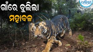 ଗାଁରେ ବୁଲିଲା ମହାବଳ: ଲୋକେ ଭୟଭୀତ