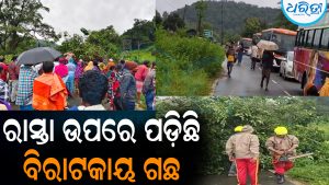 ଛଡାକିଆରେ ରାସ୍ତା ଉପରେ ବିରାଟ ଗଛ: ଦାରିଙ୍ଗବାଡ଼ି-ମୋହନା ରାସ୍ତା ଠପ୍‌