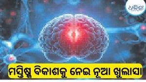 ବୈଜ୍ଞାନିକଙ୍କ ବଡ଼ ଆବିଷ୍କାର, ଦୁଇ ସ୍ୱାଧୀନ ଅଙ୍ଗ ଭାବେ ବିକଶିତ ହୋଇଛି ମଣିଷର ମସ୍ତିଷ୍କ!