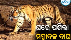 ଘରେ ପଶିଲା ମହାବଳ ବାଘ: ବାହାରୁ ତାଲା ପକାଇଦେଲେ ଗାଁ ଲୋକେ