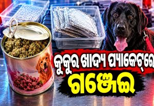 କୁକୁର ଖାଦ୍ୟ ପ୍ୟାକେଟ୍‌ରୁ ୧.୮୫କୋଟି ବିଦେଶୀ ଗଞ୍ଜେଇ ଜବତ