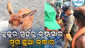 କୃଷ୍ଣସାର ମୃଗ ଛୁଆ ଗୋଡ଼ାଇଲା ବୁଲା କୁକୁର, ଜୀବନ ବିକଳରେ ଏଣେତେଣେ ଦୌଡ଼ି…