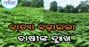 ବାତ୍ୟାରେ ଉଜୁଡିଗଲା ମକା ଫସଲ