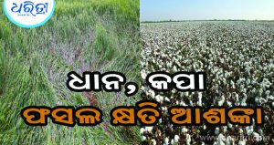 ବାତ୍ୟା ‘ଅର୍ଣ୍ଣବ’ ପ୍ରଭାବ: ଫସଲ କ୍ଷତି ଆଶଙ୍କାରେ ଚାଷୀ