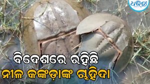 ଜୈବବିବିଧତାର ସୁରକ୍ଷିତ ଠିକଣା: ନୀଳରକ୍ତ କଙ୍କଡ଼ାଙ୍କ ମିଳନସ୍ଥଳ ପାଲଟିଛି ଗହୀରମଥା
