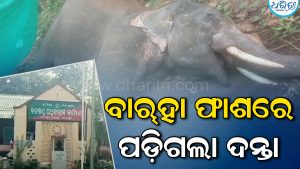 ବାର୍‌ହା ଫାଶରେ ପଡ଼ି ଚାଲିଗଲା ଦନ୍ତାର ଜୀବନ: ବନ୍ଧା ହେଲେ ୩ ଶିକାରୀ