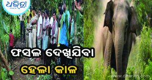ସ୍ତ୍ରୀଙ୍କ ଆଖି ଆଗରେ ସ୍ବାମୀଙ୍କୁ ଦଳି ମାରିଦେଲା ହାତୀ