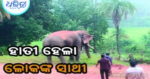 ବଣୁଆ ହାତୀ ହେଲା ଲୋକଙ୍କ ସାଥୀ, ୬ ମାସ ହେଲା ଘରଘର ବୁଲି ଖାଉଛି ଖାଦ୍ୟ