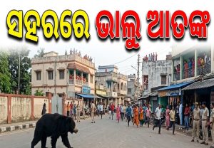 ସହରରେ ଭାଲୁ ଆତଙ୍କ, ଲୋକେ ଭୟଭୀତ; ବନ ବିଭାଗ ପକ୍ଷରୁ ଧରିବାକୁ ଉଦ୍ୟମ ଜାରି
