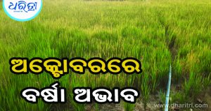 ଜମିରେ ପାଣି ନାହିଁ, ଫସଲ ନଷ୍ଟ ଆଶଙ୍କାରେ ଚାଷୀ