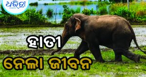 ଶୌଚ ଯିବା ହେଲା କାଳ, ହାତୀ ହାବୁଡ଼ରେ ପଡ଼ି ଚାଲିଗଲା ଜୀବନ