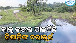 କାଜୁ ଜଙ୍ଗଲରେ ଜୁଆଆଡ୍ଡା ସାଙ୍ଗକୁ ଜମୁଛି ଧଳା ଜହରର ଆସର, ଅନ୍ଧାରରେ ଯୁବପିଢ଼ିଙ୍କ ଭବିଷ୍ୟତ