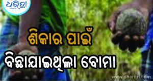 ବୋମା ଖାଇ ୨ ଗୋରୁ ଗୁରୁତର, ତଦନ୍ତ ନିର୍ଦ୍ଦେଶ