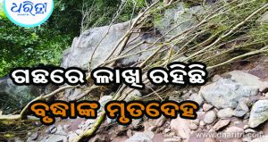 ନଦୀରେ ଭାସିଆସି ଗଛରେ ଲାଖି ରହିଛି ବୃଦ୍ଧାଙ୍କ ମୃତଦେହ