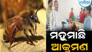 କାନ୍ଦୁଲ ଜଙ୍ଗଲକୁ ଯାଇଥିଲେ ବେତେସା: ହଠାତ୍‌ ଆକ୍ରମଣ କଲା ମହୁମାଛି, ଆଉ ତା’ପରେ…