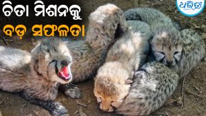 ବଡ଼ ସଫଳତା:୫ ଶାବକ ଜନ୍ମଦେଲା ଭାରତରେ ଜନ୍ମିତ ଚିତା