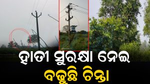 ହାତୀ କରିଡରରେ ଓହଳିଛି ବିଦ୍ୟୁତ ତାର: ଟାଟା ପାୱାର ଓ ବନ ବିଭାଗ ମଧ୍ୟରେ ସମନ୍ବୟ ଅଭାବ, ବଢୁଛି ଚିନ୍ତା