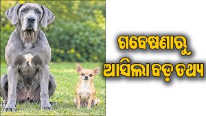 ଛୋଟ ଅପେକ୍ଷା ବଡ଼ ପ୍ରଜାତିର କୁକୁରଙ୍କ ଆୟୁଷ କମ୍‌