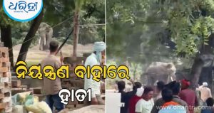 ନିୟନ୍ତ୍ରଣ ବାହାରକୁ ଚାଲିଗଲା କାଶୀ ନରେଶଙ୍କ ହାତୀ: ଶୁଣ୍ଢରେ ମାହୁନ୍ତକୁ ଉଠାଇ ତଳେ କଚାଡ଼ି ଦେଲା, ଦେଖନ୍ତୁ ଭୟଙ୍କର ଭିଡ଼ିଓ