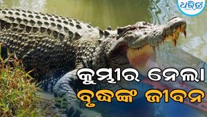 ବୃଦ୍ଧଙ୍କୁ ଟାଣି ନେଇଥିଲା କୁମ୍ଭୀର, ଆଜି ମିଳିଲା କ୍ଷତାକ୍ତ ମୃତଦେହ, ଡାହାଣ ହାତକୁ ସମ୍ପୂର୍ଣ୍ଣ ଗିଳି…