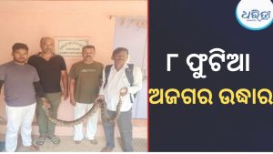 ଜାଲରେ ଛନ୍ଦି ହୋଇଥିଲା ୮ ଫୁଟର ଅଜଗର, ଟାମଣା ଘାଟି ଜଙ୍ଗଲରେ….