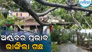 ବାତ୍ୟା ଅର୍ଣ୍ଣବର ପ୍ରଭାବ: ଛତ୍ରପୁରରେ ଲଗାଣ ବର୍ଷା ସହ ଅନେକ ସ୍ଥାନରେ ଭାଙ୍ଗିଲା ଗଛ