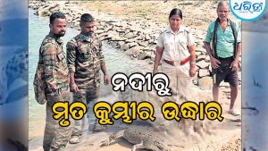 ନଦୀରେ ଭାସୁଥିଲା ମୃତ କୁମ୍ଭୀର, ବାହ୍ୟ ଅଂଶରେ ନାହିଁ କୌଣସି ଆଘାତ ଚିହ୍ନ, ଉଦ୍ଧାର ପରେ…