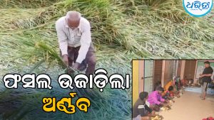 ପୁରୁଷୋତ୍ତମପୁରରେ ବାତ୍ୟାର ପ୍ରଭାବ: ଲଗାଣ ବର୍ଷା ସହ ପବନ, ଫସଲ ନଷ୍ଟ ଚିନ୍ତାରେ ଚାଷୀ