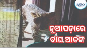 ନୂଆପଡ଼ାରେ କଲରାପତରିଆ ବାଘର ଆତଙ୍କ: ଘରେ ପଶି ଗୋଟିଏ ପରିବାରର ୬ ଜଣଙ୍କୁ କଲା ଲହୁଲୁହାଣ