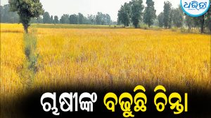 ଆଗକୁ ଧାନ ଅମଳ, ଚାଷୀଙ୍କୁ ବିକ୍ରି ଚିନ୍ତା: ବଢୁଛି ଆଶଙ୍କା