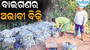 ବାଇଗଣର ଅଭାବୀ ବିକ୍ରି, ଚିନ୍ତାରେ ଚାଷୀ: କିଲୋ ପ୍ରତି ବିକ୍ରି ହେଉଛି…