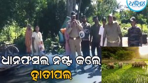 ଜନବସତି ଆଡ଼କୁ ମାଡ଼ି ଆସୁଛନ୍ତି ହାତୀପଲ, ଦଳିଚକଟି ନଷ୍ଟ କରୁଛନ୍ତି ଧାନଫସଲ
