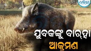 ସାଇକେଲରେ ଗାଁକୁ ଯାଉଥିଲେ କଷ୍ଟୁ: ହଠାତ୍‌ ଆକ୍ରମଣ କଲା ବାର୍‌ହା, ଆଉ ତା’ପରେ ଘଟିଲା…