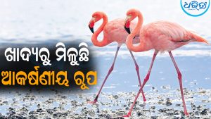 ଜୀବଜନ୍ତୁଙ୍କ ରଙ୍ଗ ପଛର ରହସ୍ୟ: ଖାଦ୍ୟରୁ ମିଳୁଛି ଆକର୍ଷଣୀୟ ରୂପ
